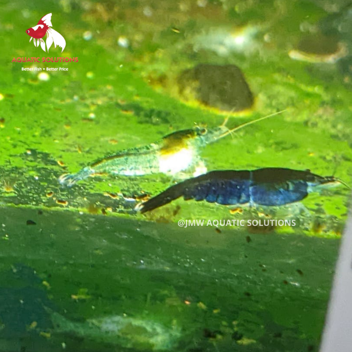 Cherry Shrimp - Blue Bulk 50+ (Local) M-1