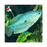 Blue Gourami (Local) S-4 (Limited Numbers!)