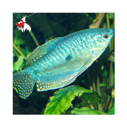 Blue Gourami (Local) ML-6