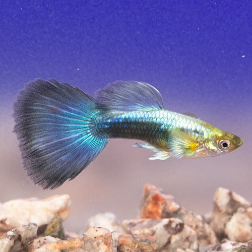 Blue Neon Guppy - Male M-4
