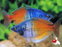 Boesemani Rainbow (Local) M-4.5 (Unsexed) (5 ONLY!)