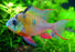 Bolivian Butterfly Cichlid (Local) M-4