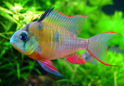 Bolivian Butterfly Cichlid (Local) ML-5
