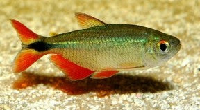 Buenos Aires Tetra ML 4-5 (5 ONLY!) ONLINE SPECIAL EXCLUSIVE!