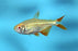 Buenos Aires Tetra - Albino ML 4-5