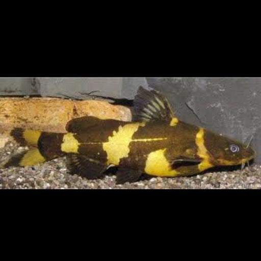 Bumble Bee Catfish (Import) M-7