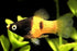 Bumble Bee Platy (Import) S-2.5