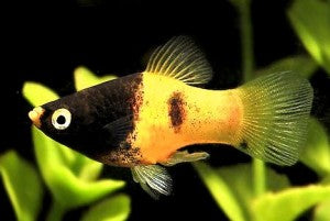 Bumble Bee Platy (Import) M 3-4