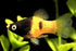 Bumble Bee Platy (Import) M 3-4