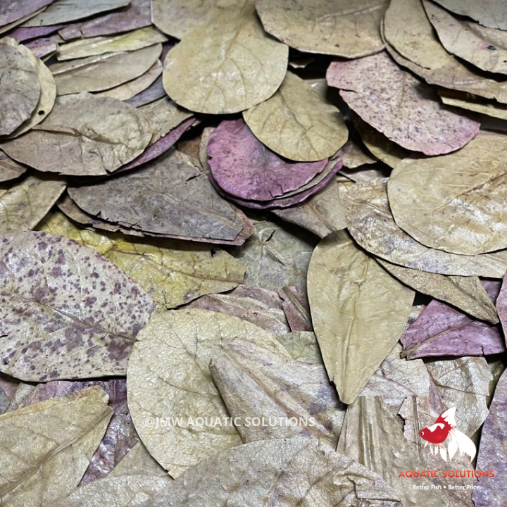Catappa Leaves (Indian Almond Leaf) (Local) Bulk x250