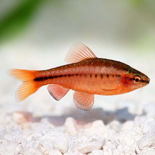 Cherry Barb (Local) ML 3-4 (Show!) (Limited Numbers!)