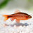 Cherry Barb (Local) Bulk 50+ M 2-3cm (Nice!)