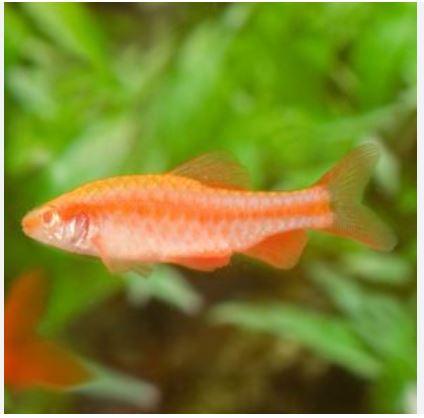 Cherry Barb - Albino (Local) Bulk 50+ M-3 (Nice!)