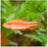 Cherry Barb - Albino - Longfin (Local) ML 3-4
