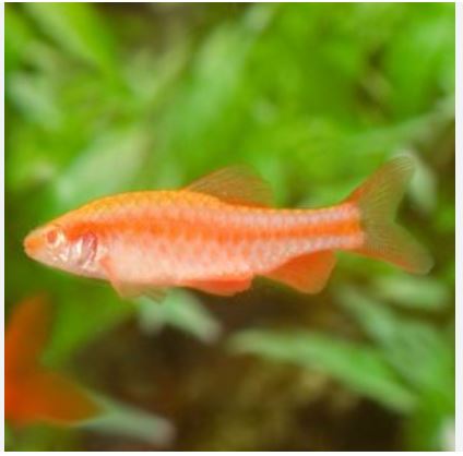 Cherry Barb - Albino - Longfin (Local) Bulk 50+ M 2-3