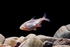Blind-Cave Tetra