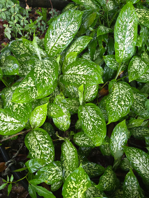 Dieffenbachia_cgw0pj