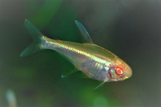 Black Neon Tetra - Albino