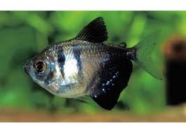 Black Widow Tetra_Import