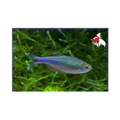 Blue King Tetra