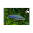 Blue King Tetra