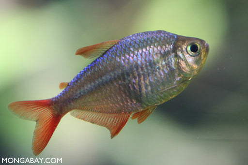 Colombian Redfin Tetra ML 3-4