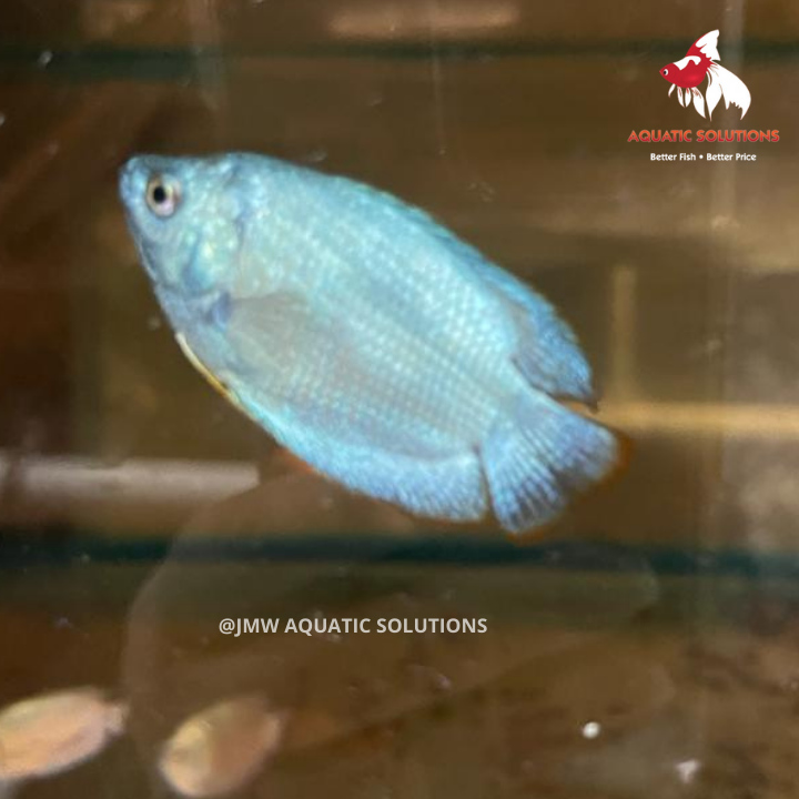 Coral Blue Gourami - Male M-5