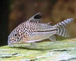 Corydoras - julii (Import) M-3