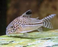 Corydoras - julii (Import) ML 3.5-4cm