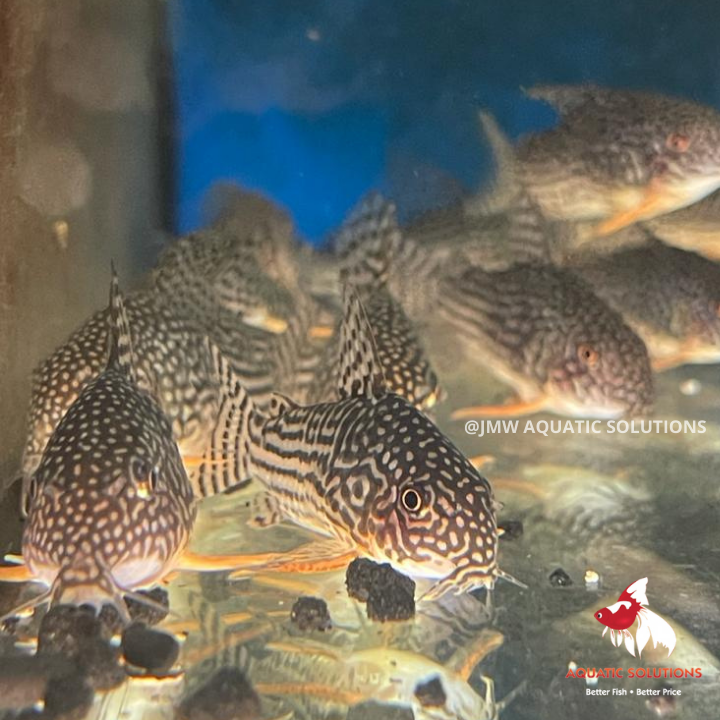 Corydoras - sterbai Bulk 50+ ML-4