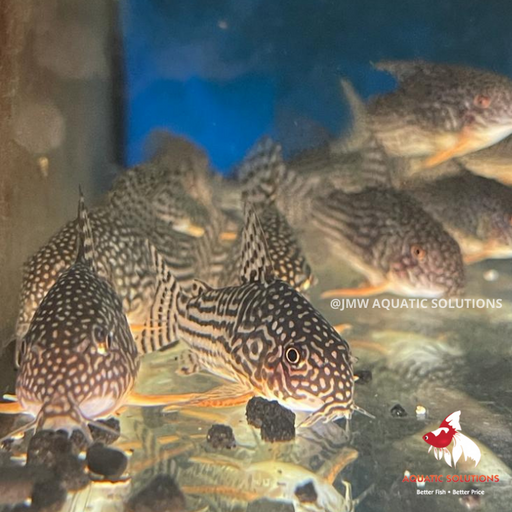 Corydoras - sterbai M 3-3.5
