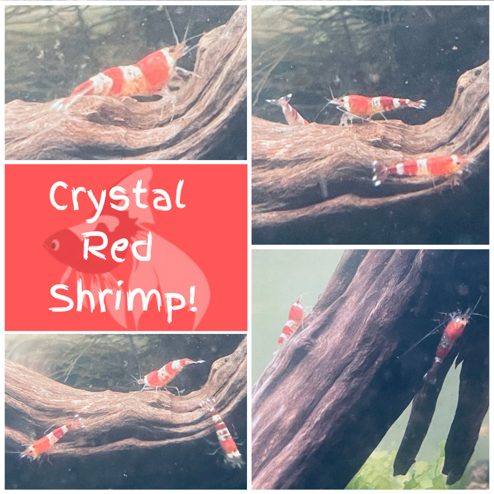 Crystal Red Shrimp (Local) M-1