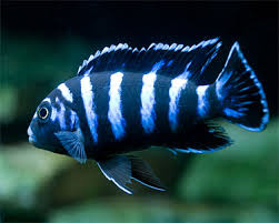 Ps. demasoni (Local) M-5 (4 ONLY!)