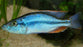 Dimi. compressiceps (Malawi eyebiter) (Local) M-5 (Limited Numbers!)