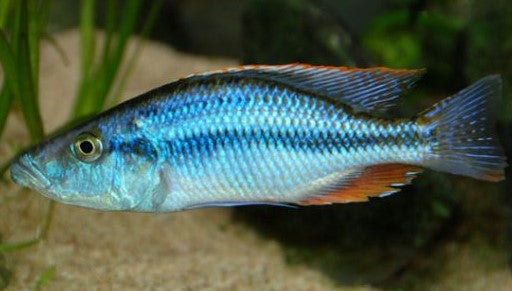 Dimi. compressiceps (Malawi eyebiter) (Local) S-4