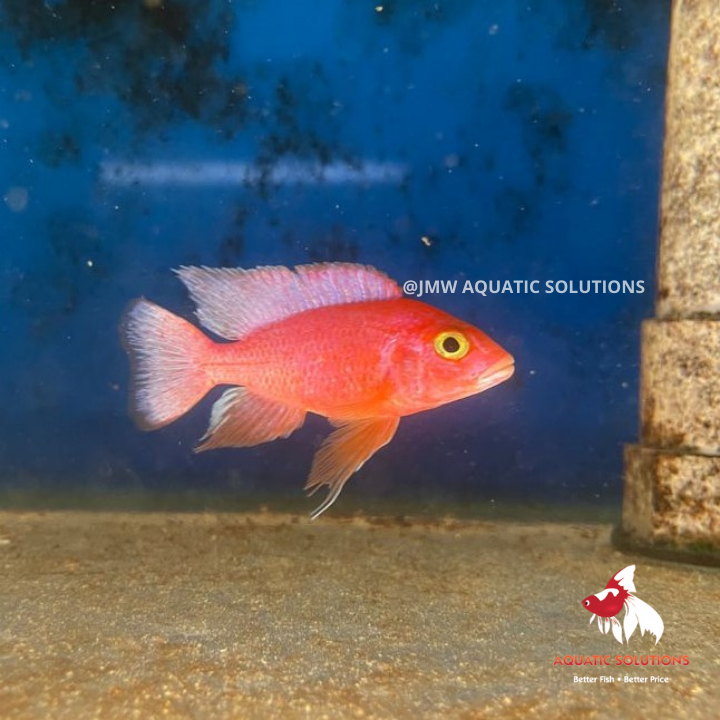 Dragon Blood Peacock (Import) Bulk 50+ M-5