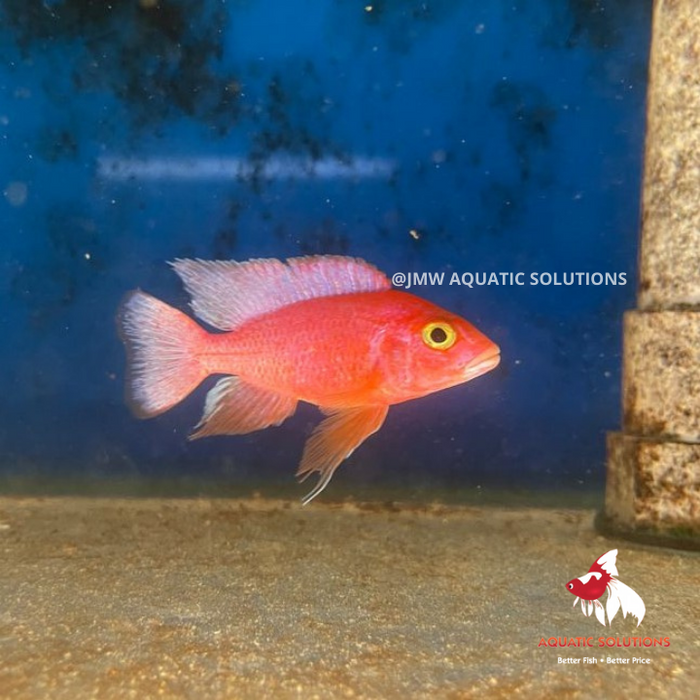 Dragon Blood Peacock (Import) M+6 (Limited Numbers!)