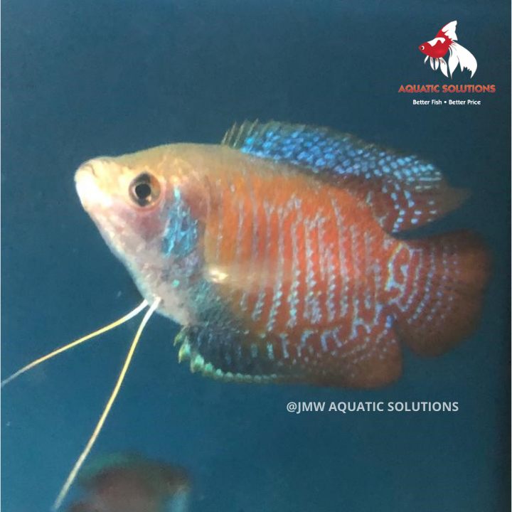 Dwarf Gourami - Male M-5