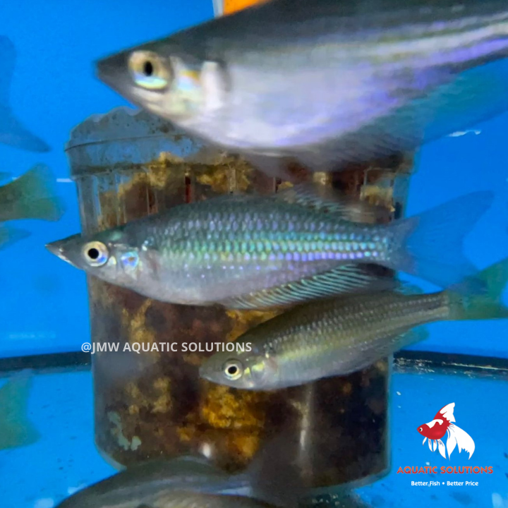Mel. Splendida Rainbow (Eastern Rainbow fish) (Local) L-8 (Nice!) (2 ONLY!)