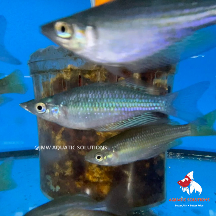 Mel. Splendida Rainbow (Eastern Rainbow fish) (Local) XXL-12 (Show!)