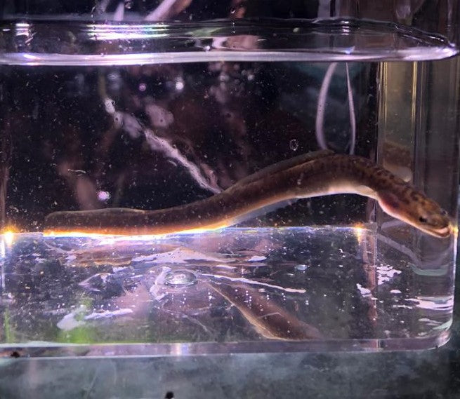 Eel - Longfin (Local) SS-6 (1 ONLY!)