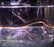 Eel - Longfin (Local) ML+25 (1 ONLY!)