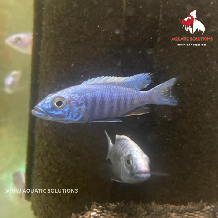 Electric Blue (Local) Male Only XL-10 (Show!) (1 ONLY!)