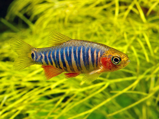 Emerald Rasbora (Erythromicron Danio) M 2-2.5