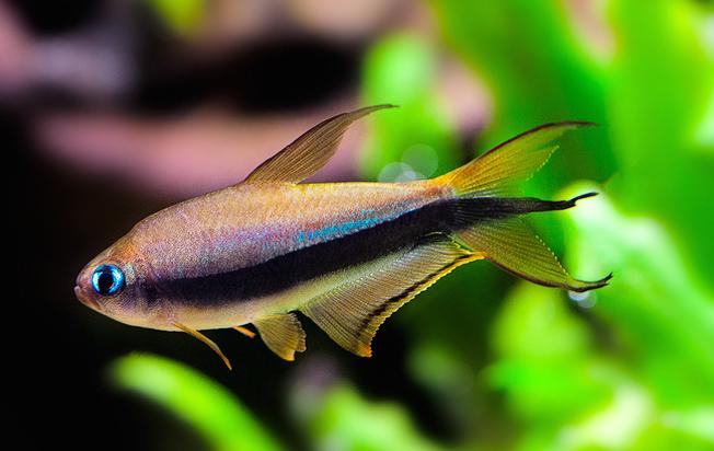 Emperor Tetra ML 3-4