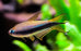 Emperor Tetra ML 3-4