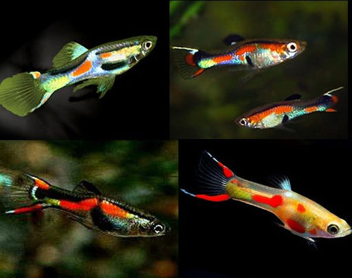 Assorted Endler (Local) - Male M-1.5