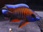 Jacob 'Eureka Red' Peacock Bulk 50+ M-5