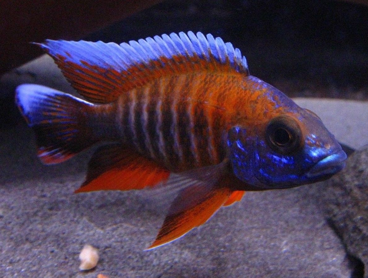 Jacob 'Eureka Red' Peacock M+6 (Nice!)