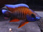 Jacob 'Eureka Red' Peacock M+6 (Nice!)